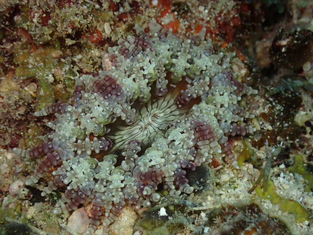 Photo of Beaded sea anemone (Heteractis aurora)