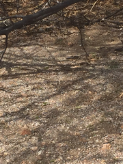 Sceloporus hunsakeri