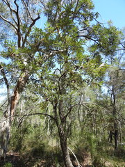 Banksia integrifolia compar