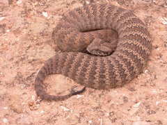 Acanthophis antarcticus