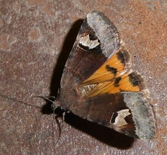 Drasteria perplexa