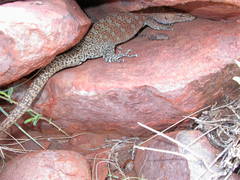 Varanus pilbarensis