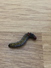 Oedemasia concinna