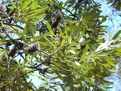 Banksia integrifolia compar