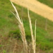 Peruvian Feather Grass - Photo (c) Mateo Hernandez Schmidt, some rights reserved (CC BY-NC-SA), uploaded by Mateo Hernandez Schmidt