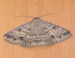Ericeia sobria