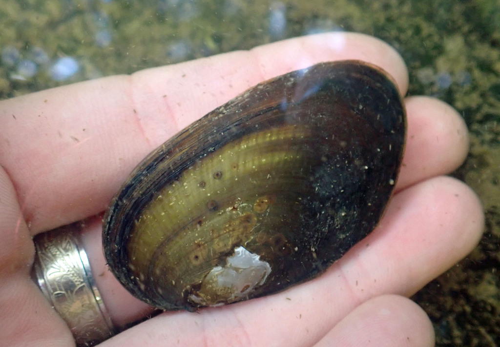 New Zealand freshwater mussel