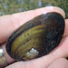 New Zealand Freshwater Mussel - Photo (c) AUTsquidlab, some rights reserved (CC BY-NC), uploaded by AUTsquidlab
