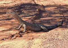 Varanus giganteus