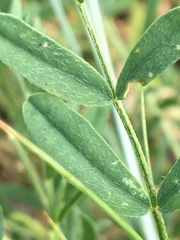 Astragalus laxmannii viciifolius