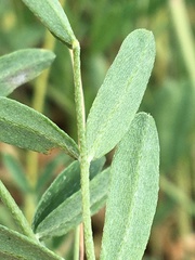 Astragalus laxmannii viciifolius