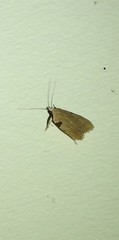 Zonopetala quadripustulella