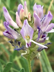 Astragalus laxmannii viciifolius