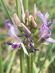 Astragalus laxmannii viciifolius