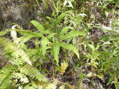 Dicranopteris linearis linearis