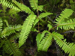 Dicranopteris linearis linearis