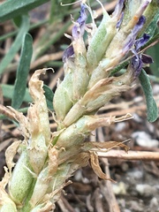 Astragalus laxmannii viciifolius