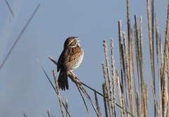 Xenospiza baileyi