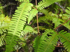 Dicranopteris linearis linearis