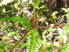 Dicranopteris linearis linearis