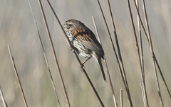 Xenospiza baileyi