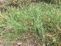 Astragalus laxmannii viciifolius