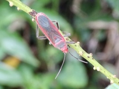 Thunbergia marginata