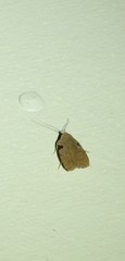 Zonopetala quadripustulella