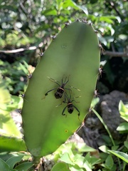 Leptoglossus subauratus