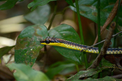 Dendrelaphis kopsteini