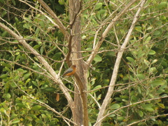 Conirostrum rufum