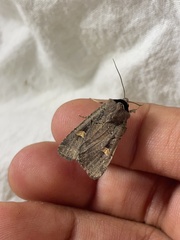 Adelphagrotis indeterminata