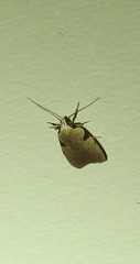 Zonopetala quadripustulella