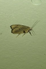 Zonopetala quadripustulella