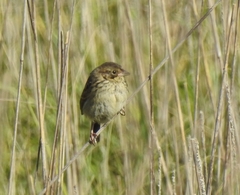 Xenospiza baileyi