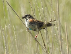 Xenospiza baileyi