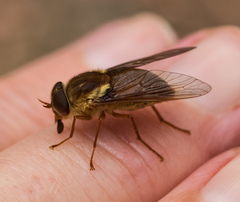 Scaptia monticola