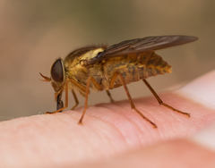 Scaptia monticola
