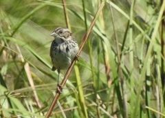 Xenospiza baileyi