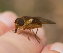 Scaptia monticola