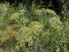 Heracleum grandiflorum