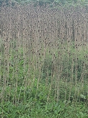 Dipsacus laciniatus