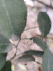 Cyrtophora cicatrosa