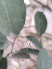 Cyrtophora cicatrosa