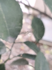 Cyrtophora cicatrosa