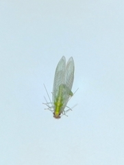 Chrysopini