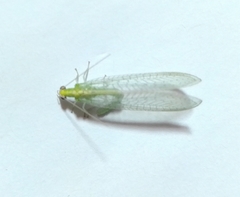 Chrysopini