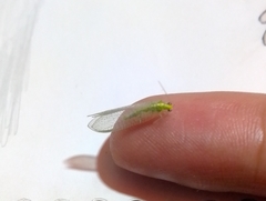 Chrysopini