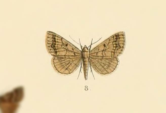 Plecoptera fasciata