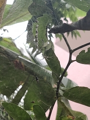 Cyrtophora cicatrosa